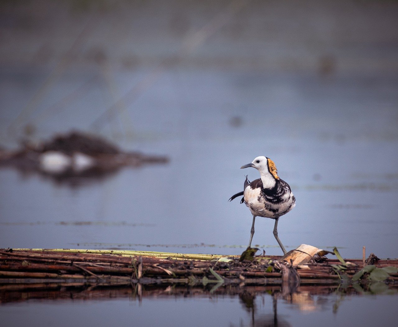 pheasant-tailed jacana, jacana, monsoon birds, nature, wildlife, monsoon, animal, bird, ornithology, species, storm, fauna, avian, beak, fort, thunderhead, flamingo, rain, sky, green, cloud, sunset, habitat, wildlife of india