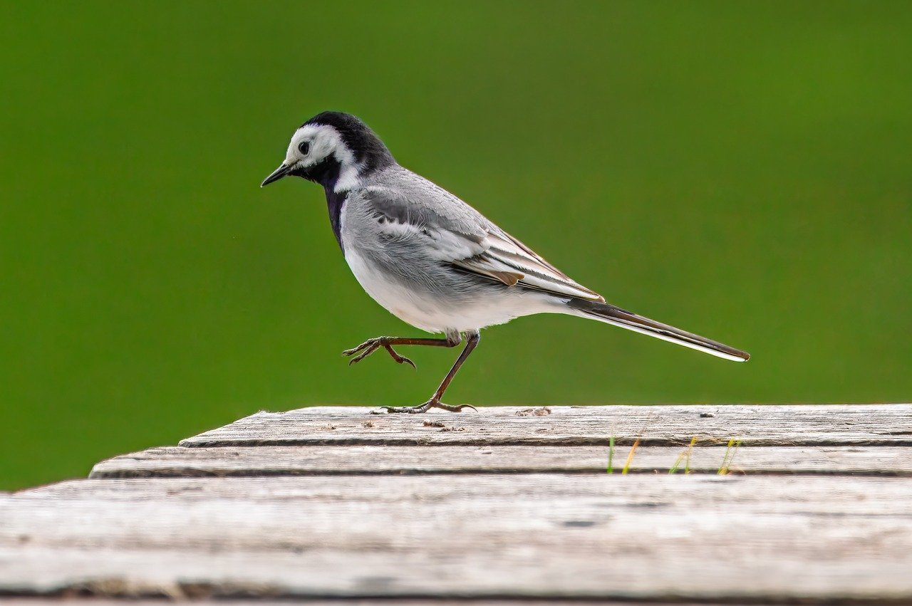 white wagtail, laptop wallpaper, free wallpaper, beautiful wallpaper, mac wallpaper, hd wallpaper, bird, wild bird, windows wallpaper, free background, songbird, 4k wallpaper 1920x1080, lake, cool backgrounds, web, wallpaper 4k, full hd wallpaper, water, ornithology, wildlife, plumage, 4k wallpaper, bird watching, wallpaper hd, desktop backgrounds, nature, background, small bird