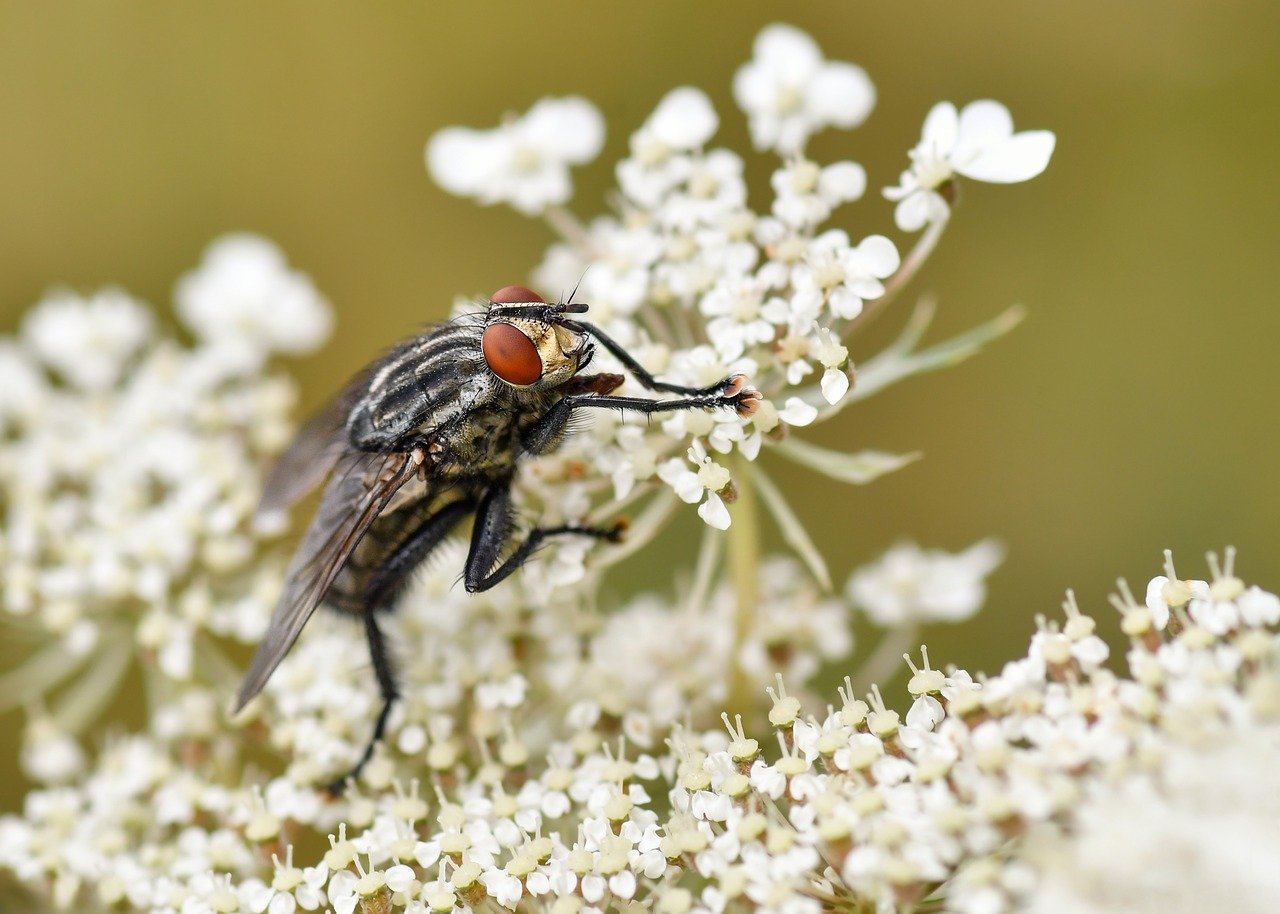fly, insect, nature, plants, fauna, grey, macro