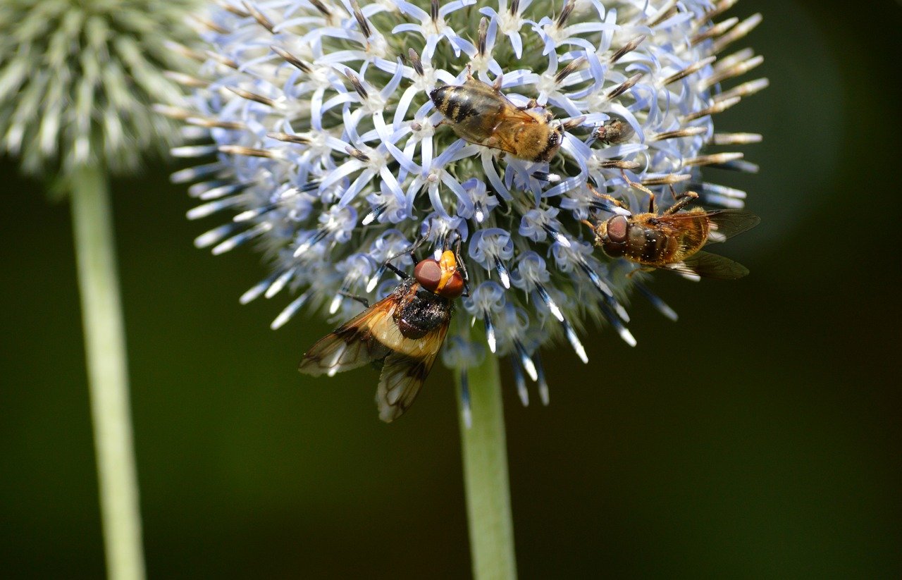 bumblebee-forest hoverfly, insects, hover fly, common forest hoverfly, common bumblebee hoverfly, nature, blossoms, ball thistle, banater globe thistle, echinops bannaticus, flowering plant, nectar, pollination, ornamental plant, garden, close up, thistle, wildflower, wild plant, nature wallpaper, windows wallpaper, nature background, desktop backgrounds, muckbee