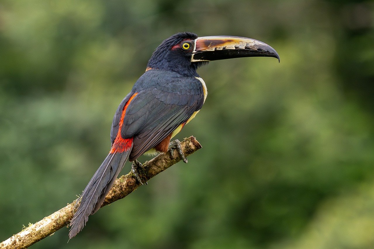 kaulusara, toucan, lintu, villieläimet, luonto, höyhenet, sademetsä