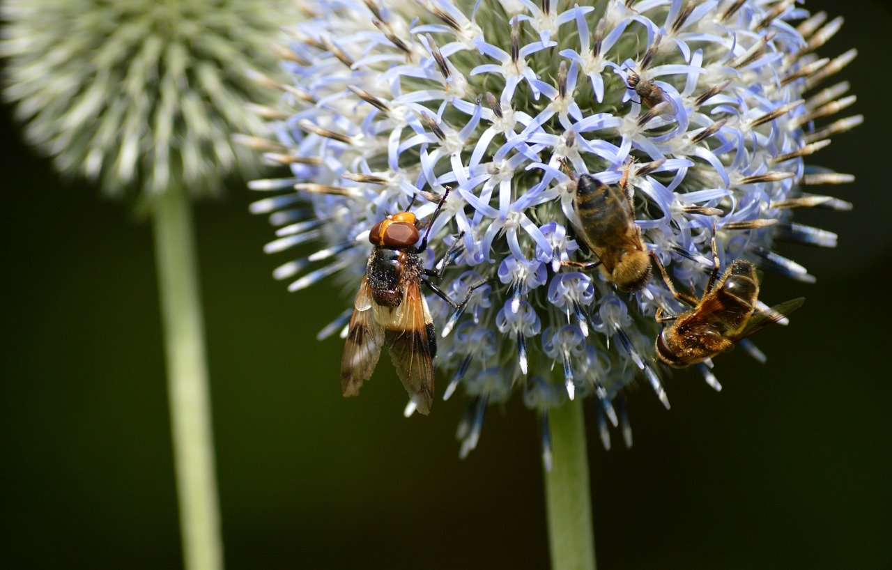bumblebee-forest hoverfly, insects, hover fly, common forest hoverfly, common bumblebee hoverfly, mistbinetier, nature, blossoms, ball thistle, banater globe thistle, echinops bannaticus, flowering plant, nectar, pollination, ornamental plant, garden, close up, thistle, wildflower, wild plant, nature wallpaper, windows wallpaper, nature background, desktop backgrounds