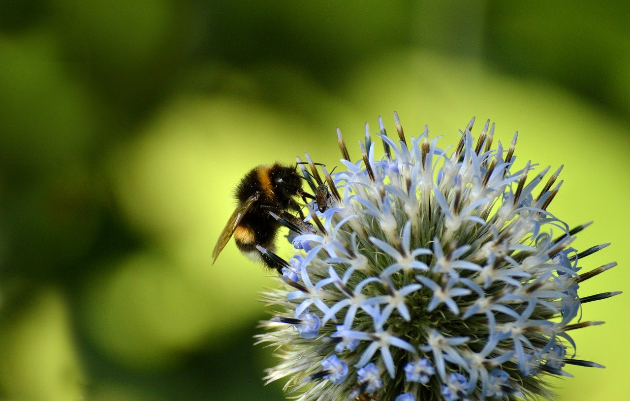 bumblebee, bee, insect, animal, nature, blossom, bloom, ball thistle, banater globe thistle, echinops bannaticus, flowering plant, nectar, pollination, ornamental plant, garden, close up, thistle, wildflower, wild plant, nature wallpaper, windows wallpaper, nature background, desktop backgrounds