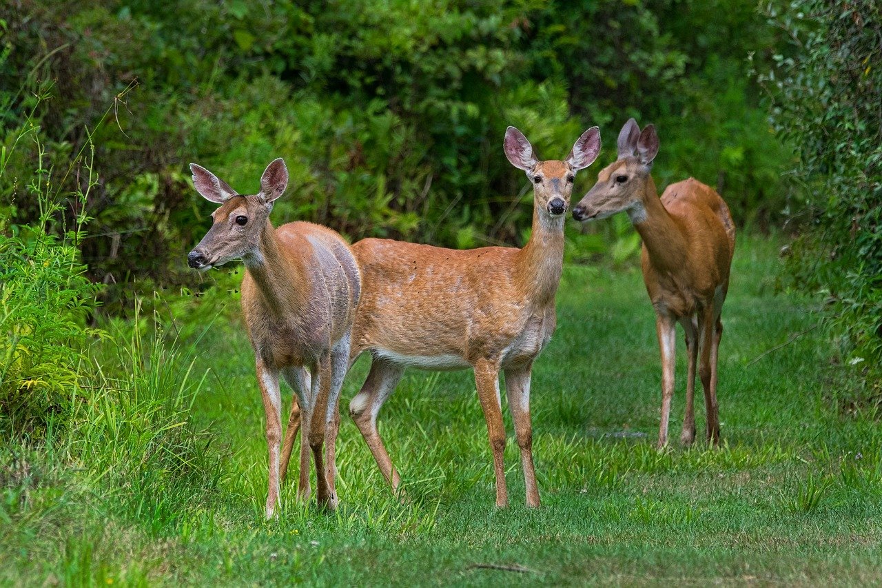 mammal, white-tailed deer, doe, wildlife, outdoors, fur, nature, summer, odocoileus virginianus, vegetation