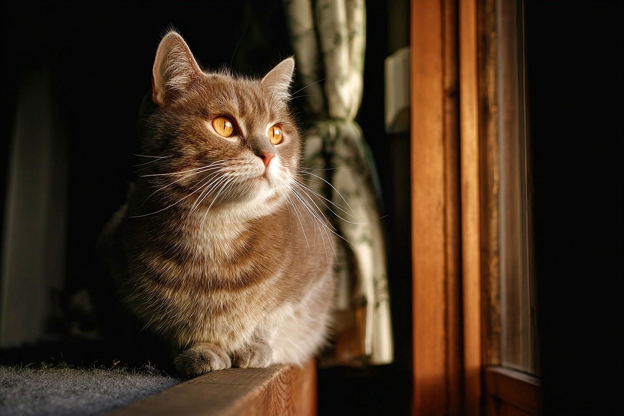 cat, feline, animal, domestic, window, light, shadow, interior, home, quiet, chilled out, cute, furry, whiskers, eyes, watching, curious, nature, environment, cozy, portrait, partner, domestic feline, serenity, contemplation, pet, sun light