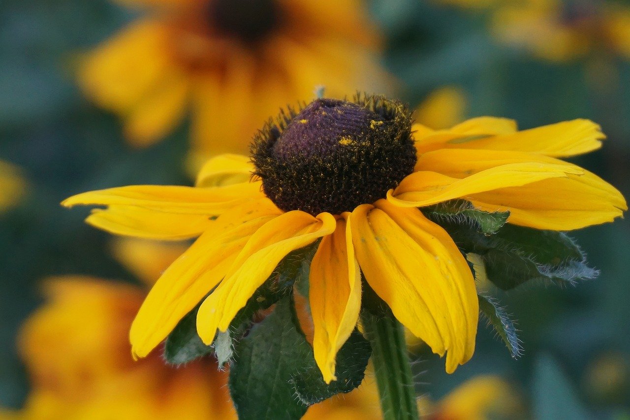 flower, hd wallpaper, rudbeckia, echinacea, orange flowers, flora, botany, plants, garden, close up, colorful, nature, wallpaper, angiosperms, asteraceae, cereal, leaves, bloom, yellow, summer