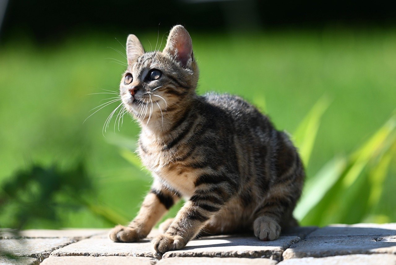mila kitten, nature, feline, animal, cat, mammal, pet, kitten