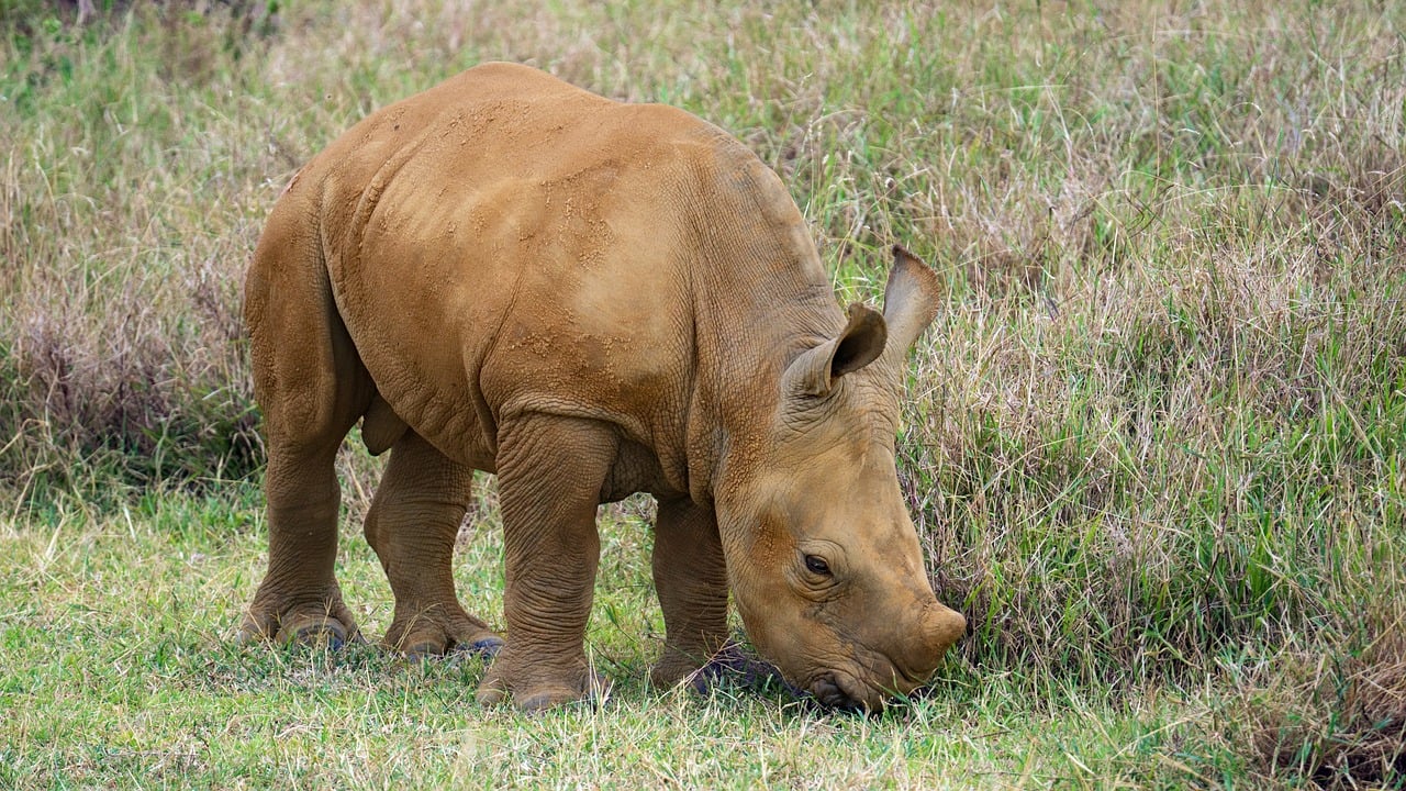 rhino, child, africa, safari, wildlife, nature, kenya, animal, rhino watch safari lodge