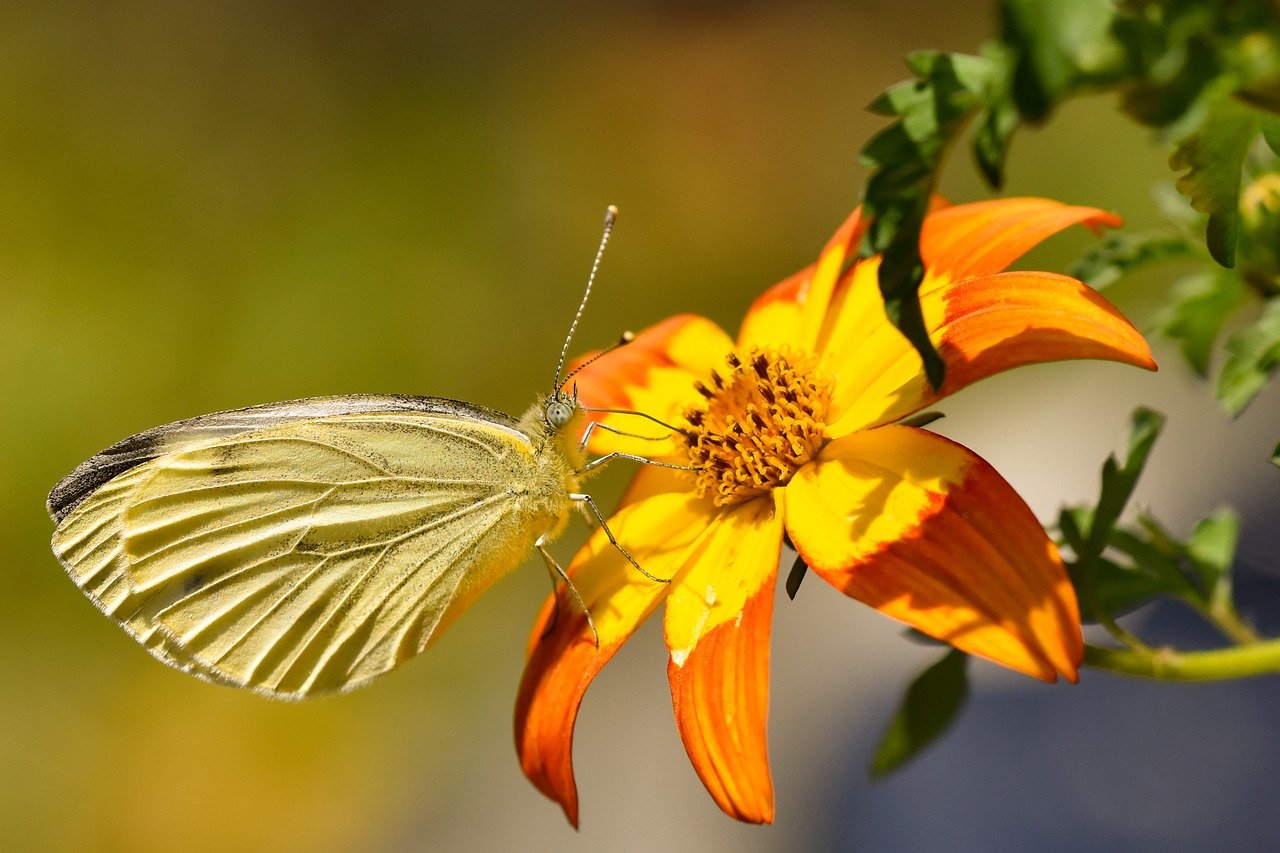 butterfly, insect, close up, flower background, blossom, bloom, pollination, flower wallpaper, garden, wing, summer, butterflies, entomology, plant, pollinate, nectar, flower, beautiful flowers, nature