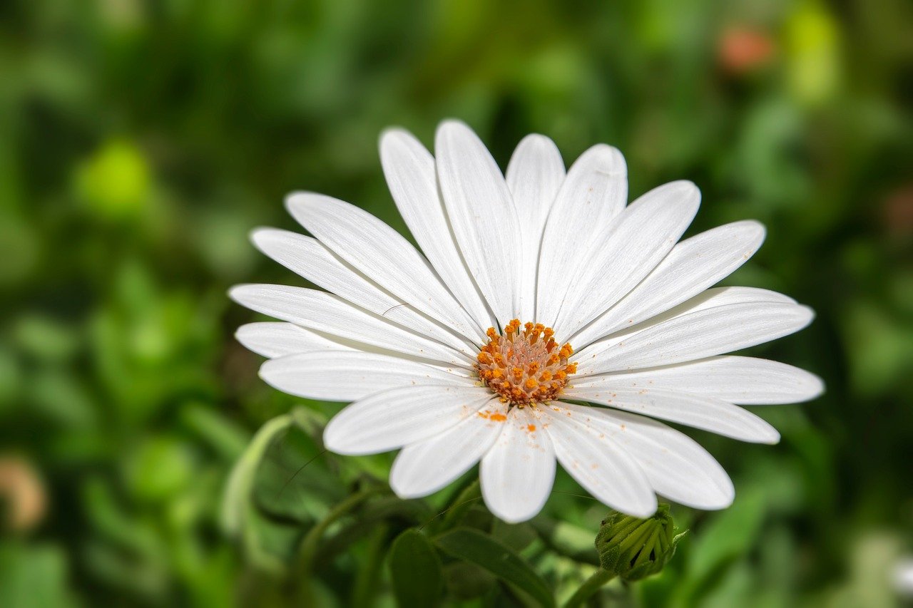 flower, yard, petals, pollen, beautiful flowers, nature, flower wallpaper, flower background, green, white