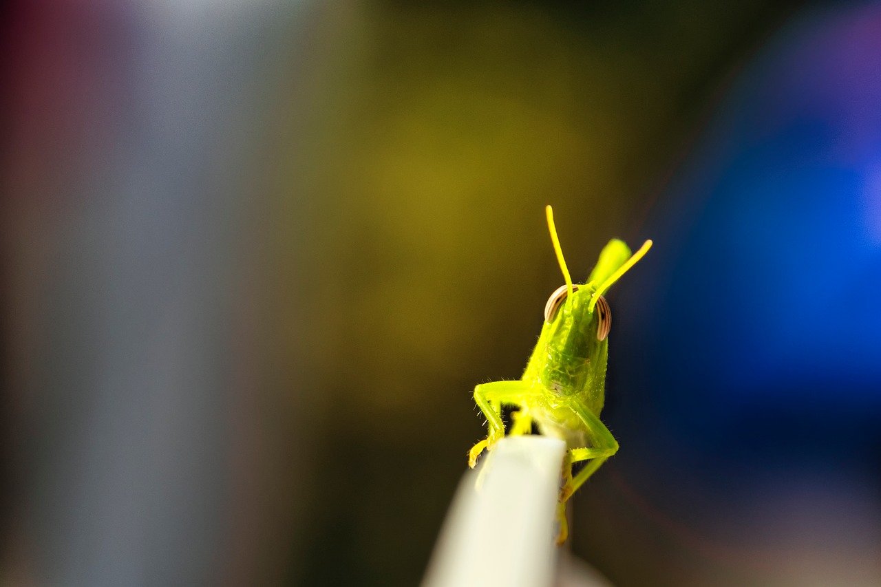 insect, green, grasshopper, bokeh, nature, chair, antennas, eyes