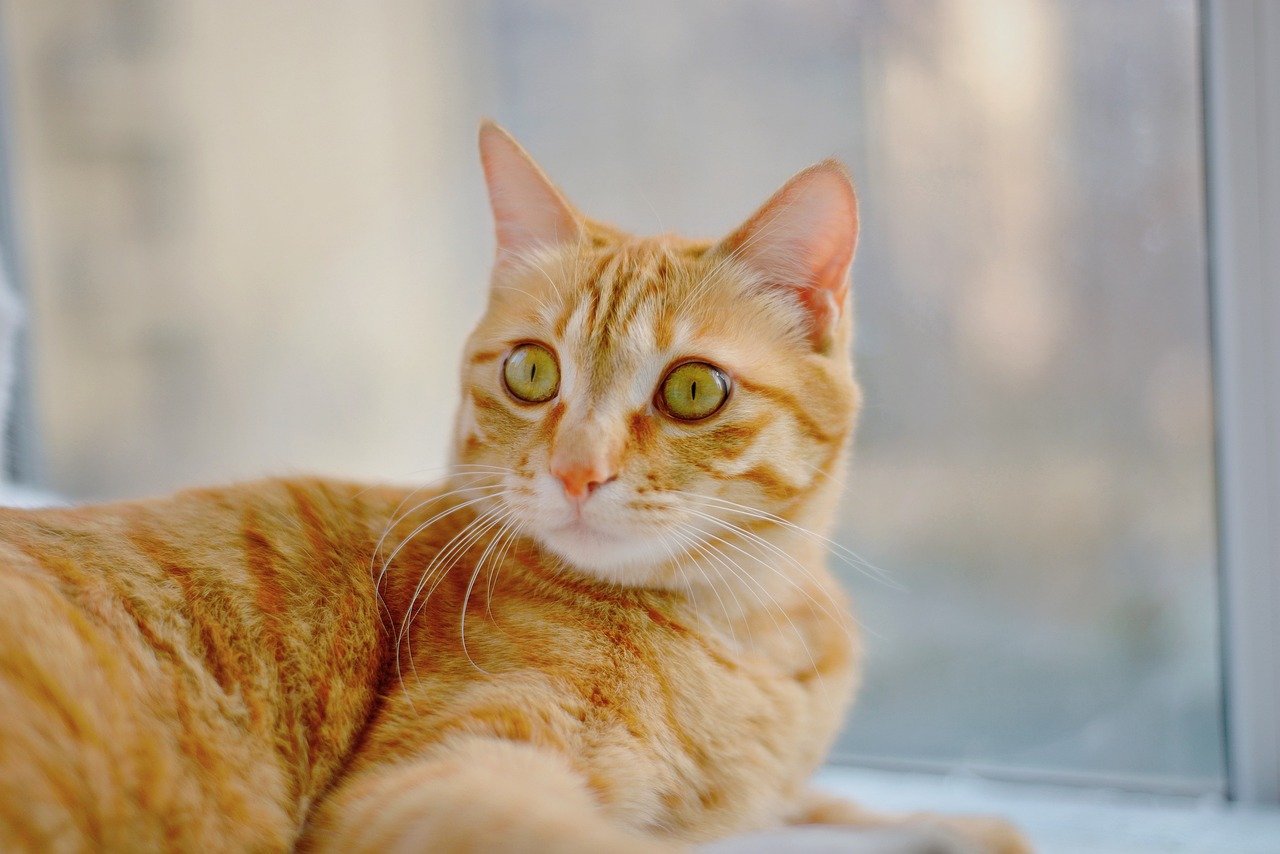 cat, pets, animal, natural, mammal, kitten, lovely, brown pet, nature, brown cat, pet, charming, cat portrait, house cat, beard, cat eyes, cat photography