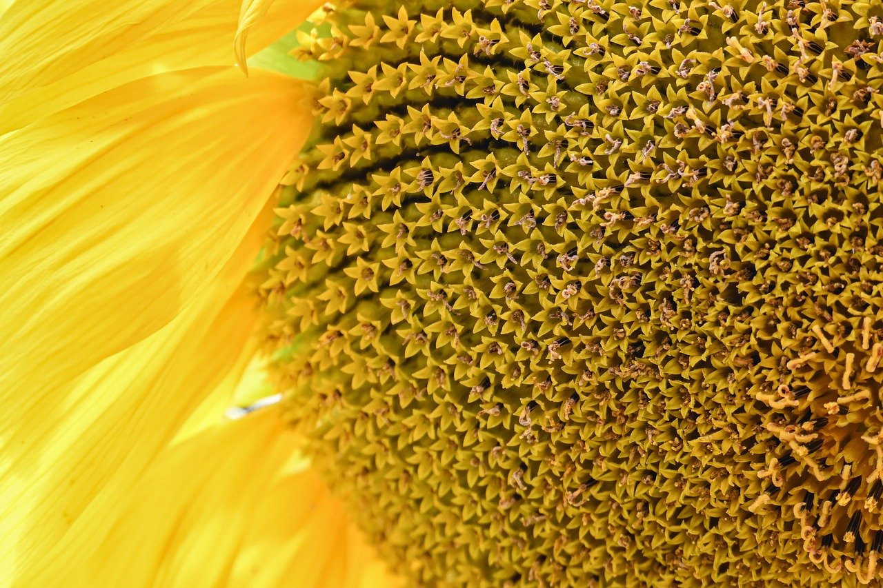 sunflower, flower wallpaper, beautiful flowers, nature, flower, flower background, hd wallpaper, blossom, bloom, flora, petals, plant, yellow, pollen, close up, botany, summer, garden