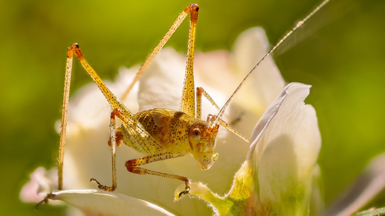 grasshopper, nature, insect, close up, animal