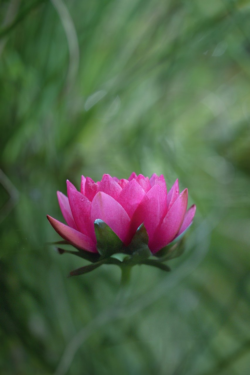 water lily, aquatic plant, flower, blossom, bloom, flora, pond plant, close up