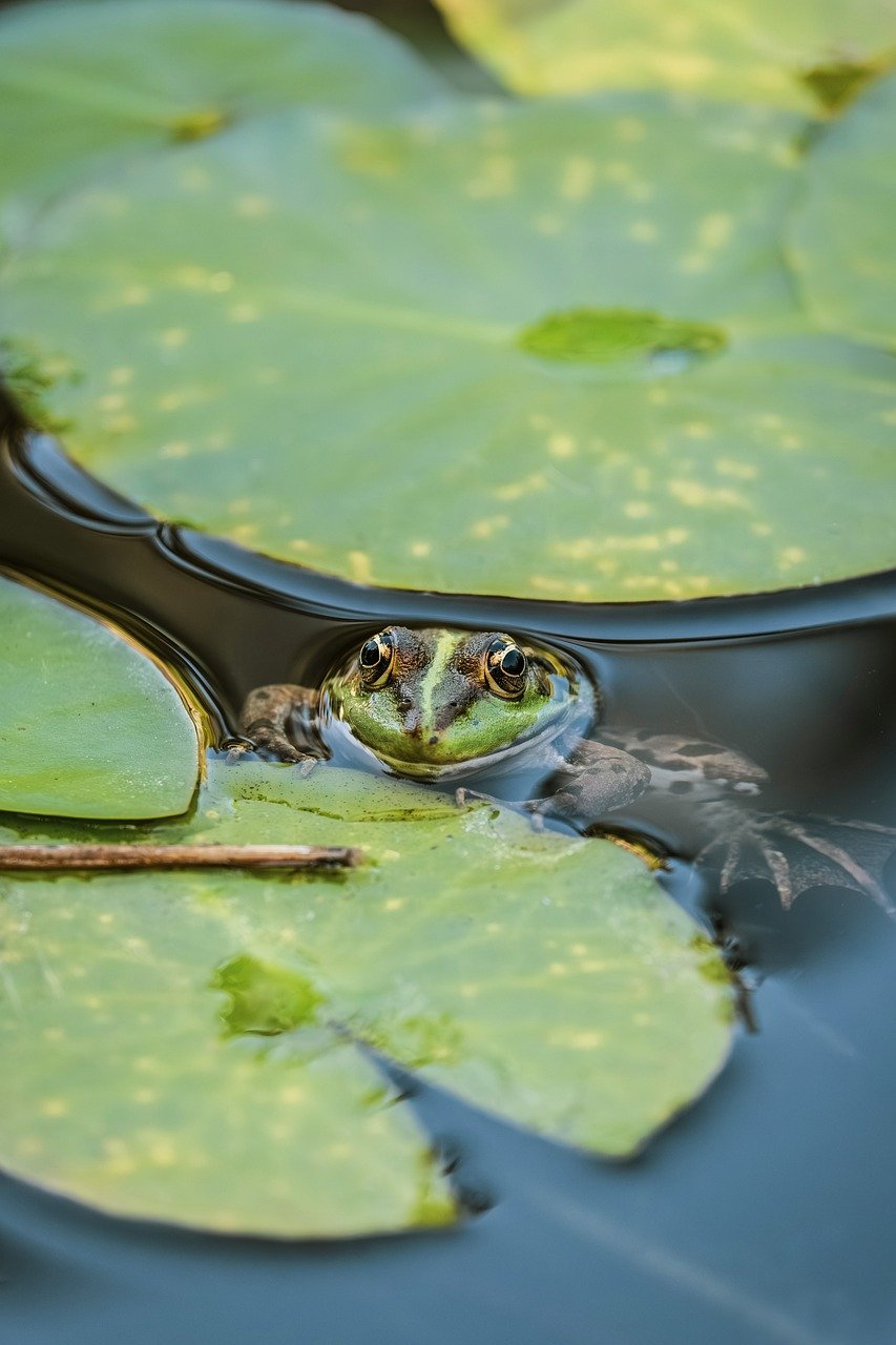 frog, animal, amphibian, pond, water, nature, water frog, green, leaves, biotope, pond frog, close up