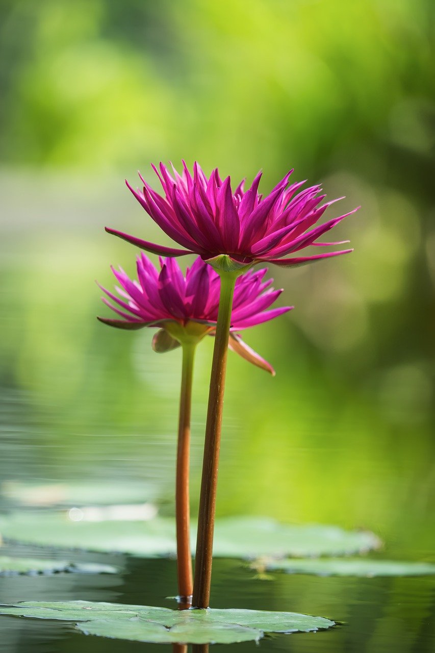 nature, pond, flower wallpaper, aquatic plant, flower background, flower, beautiful flowers, lotus, blossom, bloom, water, pond plant, lily pad