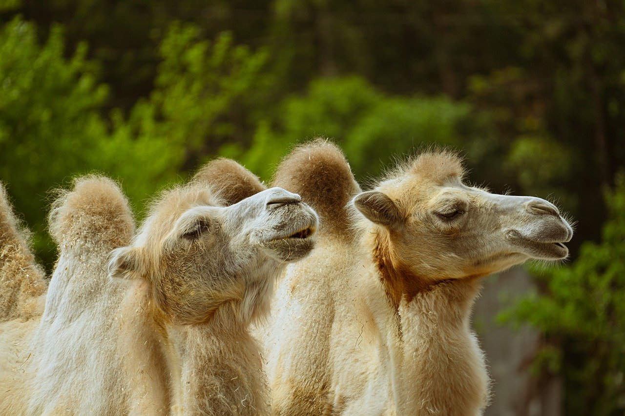 camels, animals, mammals, nature, hump, pair of ungulates, wildlife, desert animal, good aiderbichl