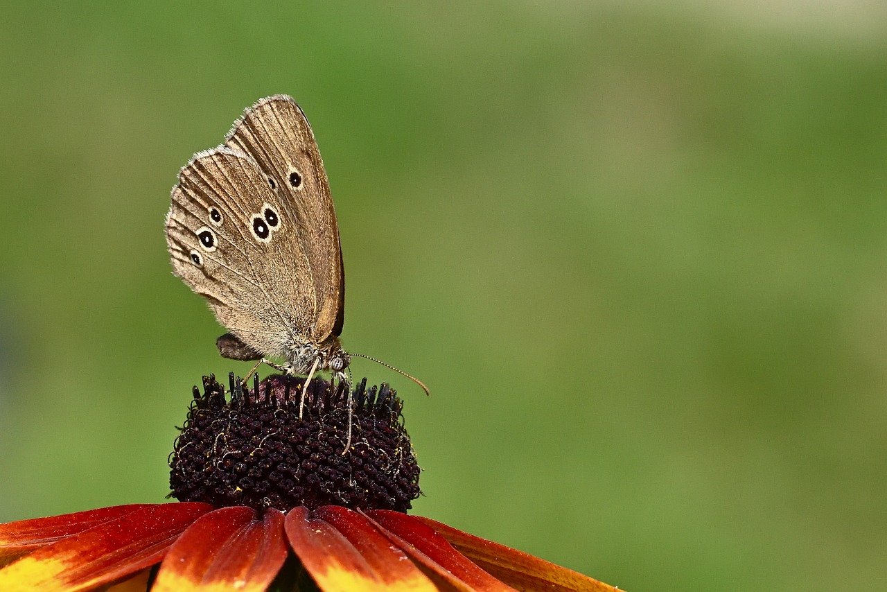 butterfly, little meadow bird, blossom, bloom, coneflower, garden, nature, hd wallpaper, flower wallpaper, petals, close up, summer, insect