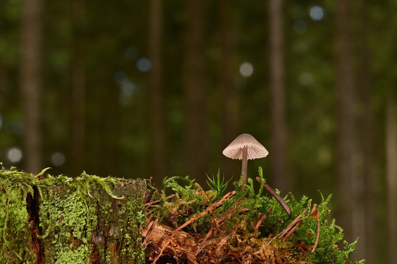 mushroom, helmling, moss, forest, forest floor, nature, close up, small mushroom, fungal science, hd background, disc fungus, summer