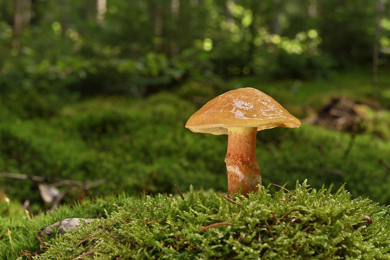 mushroom, nature, forest floor, butter mushroom, moss, forest, fungal science, sponge, fruiting bodies, close up, summer
