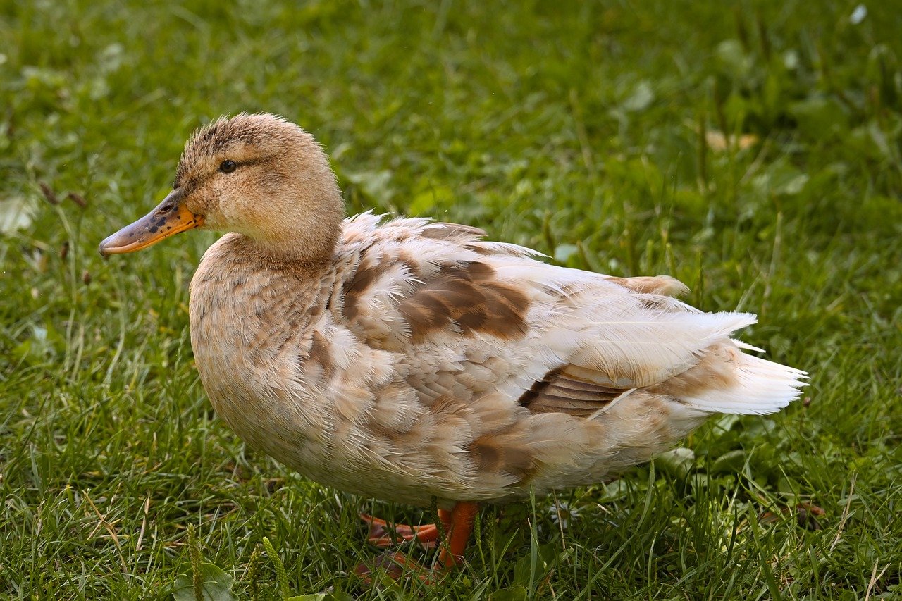 duck, mallard, nature, water bird, bird, animal, plumage, wildlife, ornithology, lake, close up, meadow