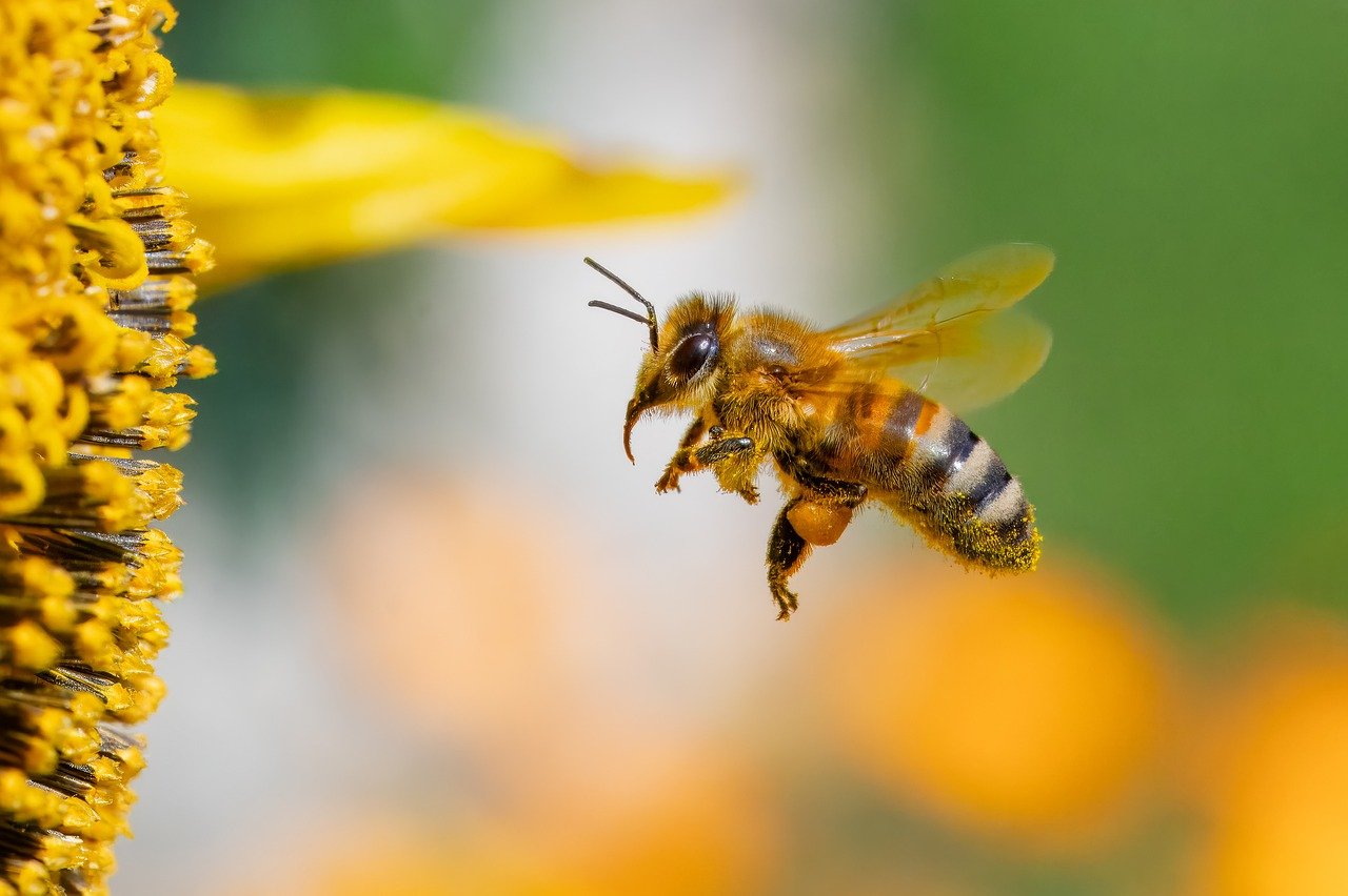 bumblebee, insect, nature, bee, pollination, blossom, bloom, pollinate, sunflower, world bee day, wing, summer, entomology, yellow, field flowers, landscape