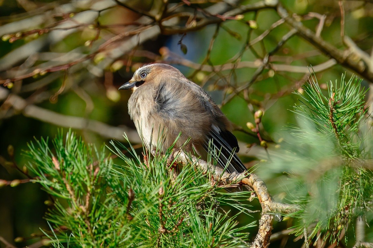 jay, wild bird, bird, bird watching, eco system, ornithology, wildlife, forest, feathers, plumage, beak, nature, species, fauna, branch, tree, jaw, close up