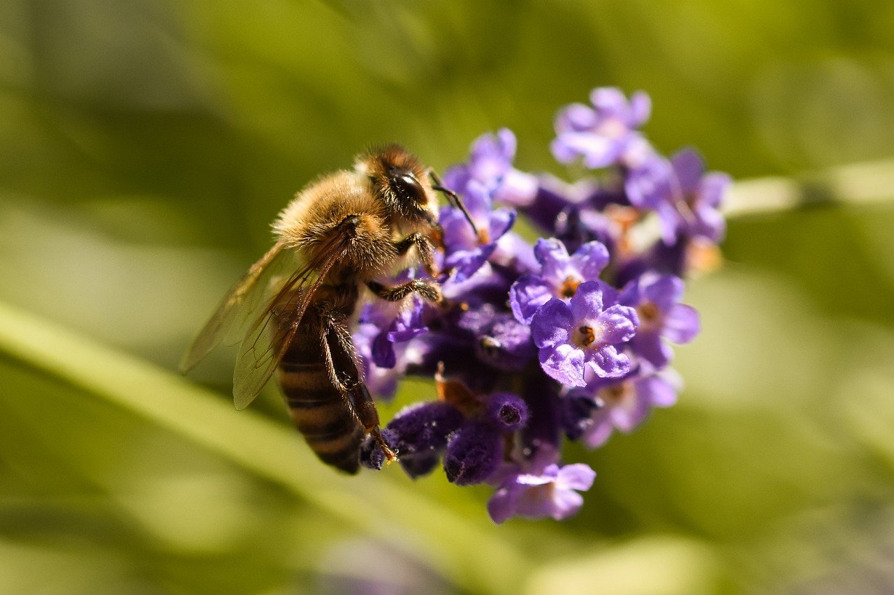 bee, lavender, insect, beautiful flowers, nature, close up, macro, pollination, honey bee, wing, entomology, blossom, bloom, nectar, flower background, pollen, flower, violet, flower wallpaper, spring, garden, flora, biology, eco system