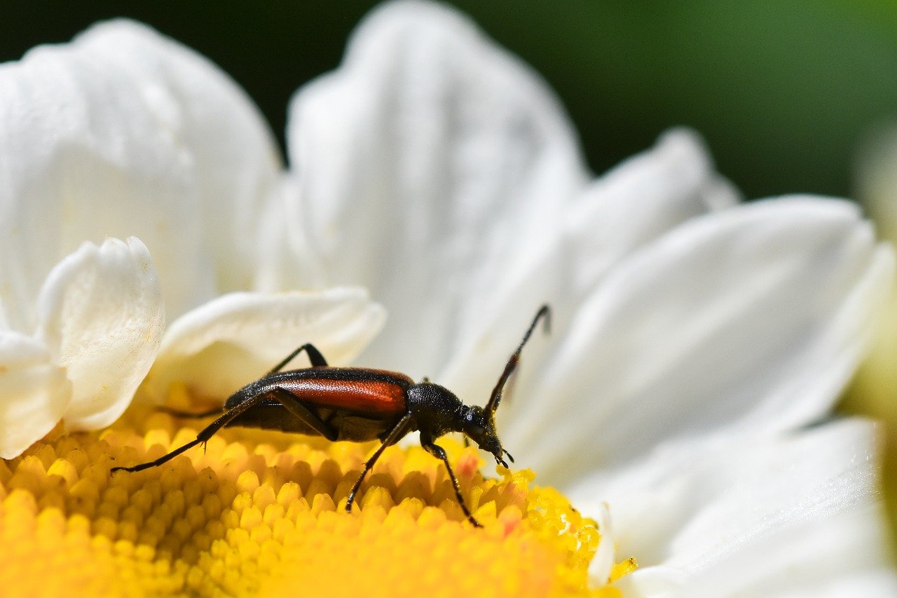 longhorn beetle, beetle, insect, nature, close up, macro, wildlife, animal, pollination, invertebrate, entomology, arthropod