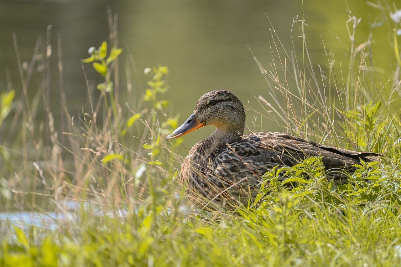 duck, mallard, nature, water bird, bird, animal, plumage, wildlife, ornithology, lake, close up, meadow