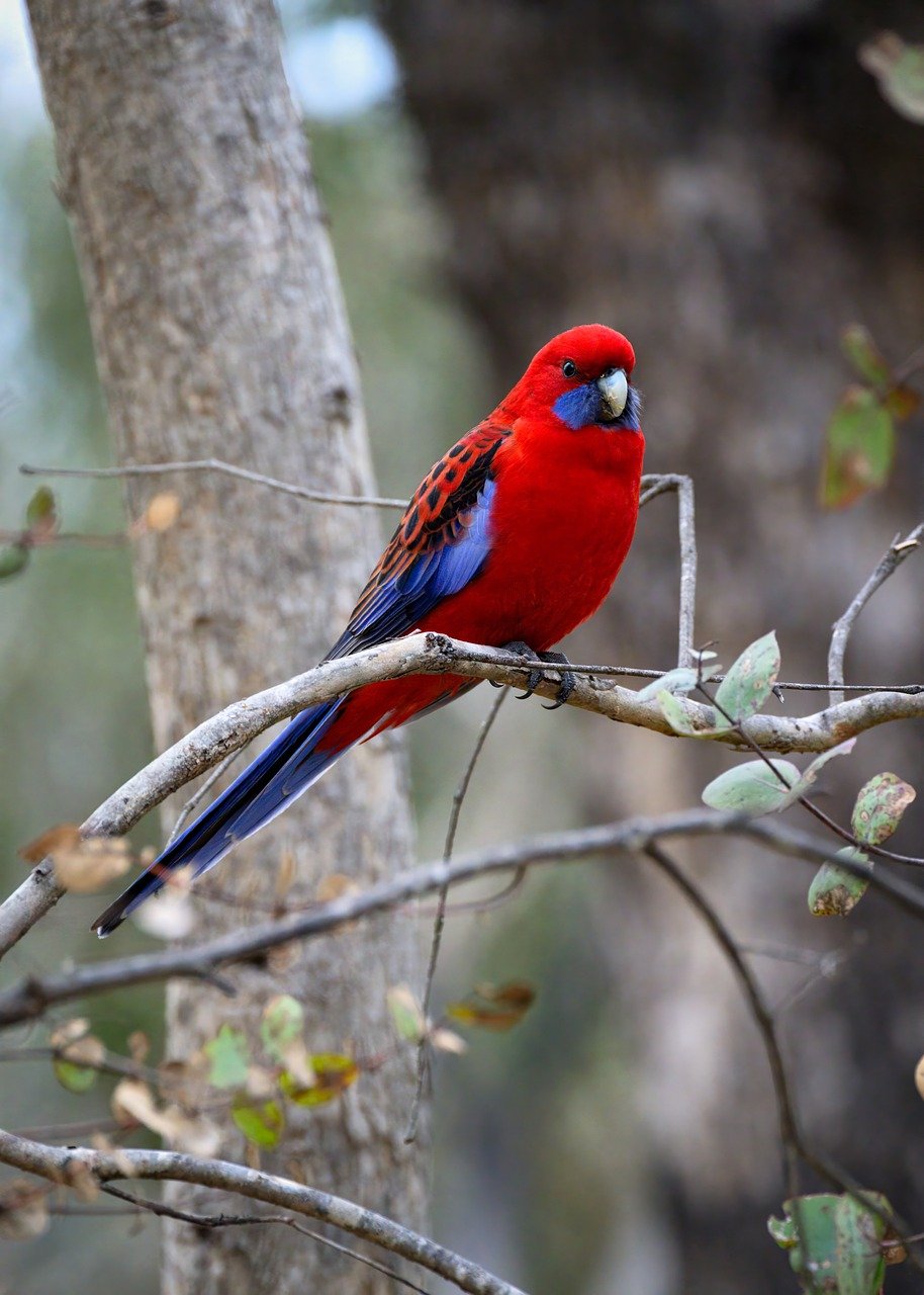 crimson rosella, rosella, parrot, bird, animal, feathers, plumage, wildlife, nature, platycercus elegans, ornithology, avian, birdwatching, red bird, wings, colourful, wild, perched, australia
