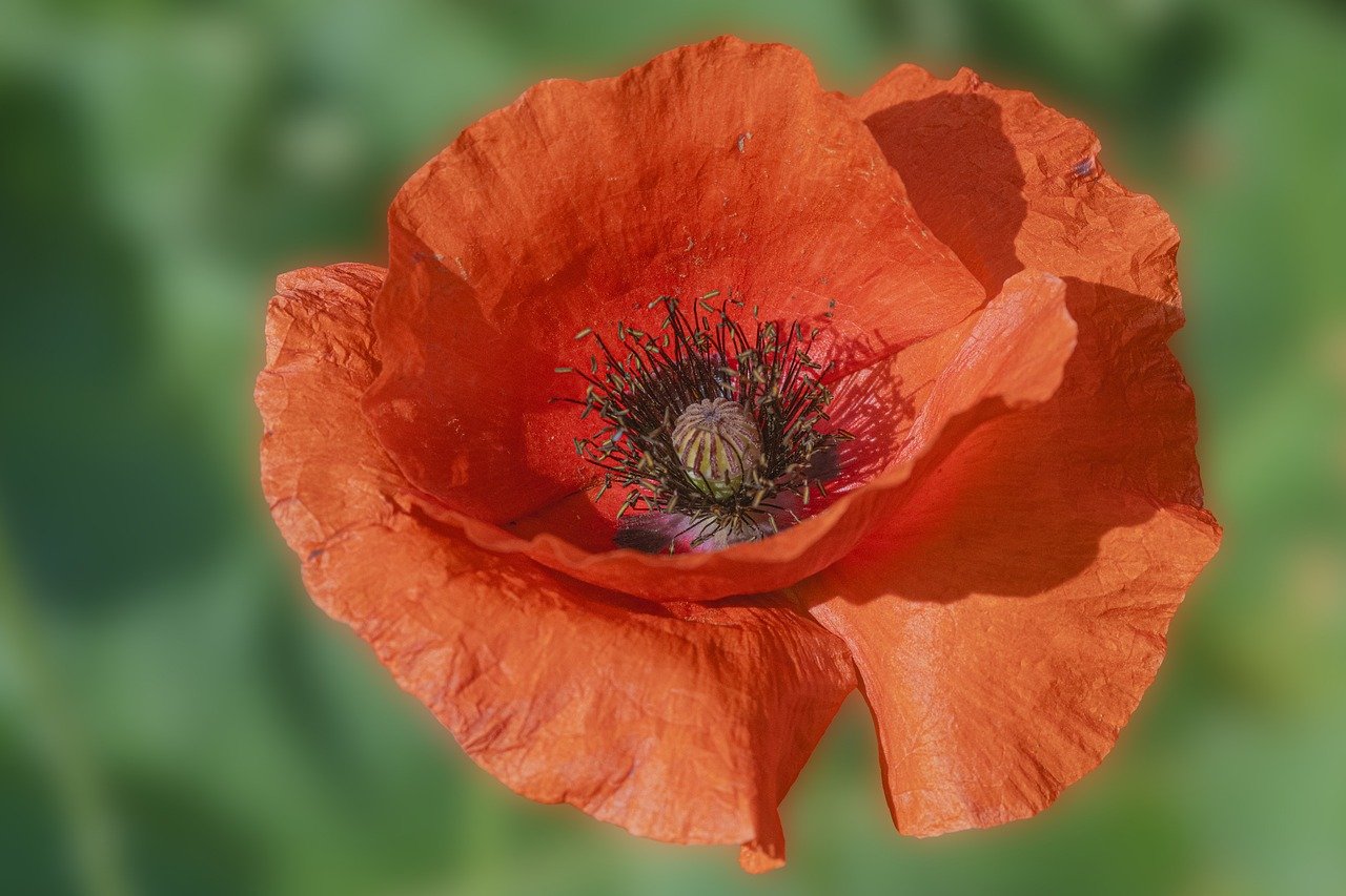 nature, plant, flower background, flower, beautiful flowers, flora, close up, hd wallpaper, blossom, bloom, petals, summer, red flower, poppy, filigree, flower wallpaper, eye, corn poppy, poppy flower
