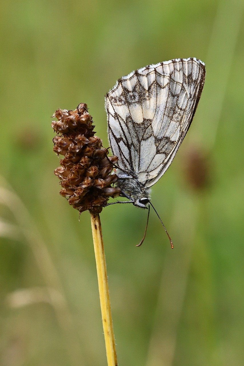 butterfly, checkerboard, close up, insect, blossom, bloom, nature, wing, butterflies, summer, meadow, grass
