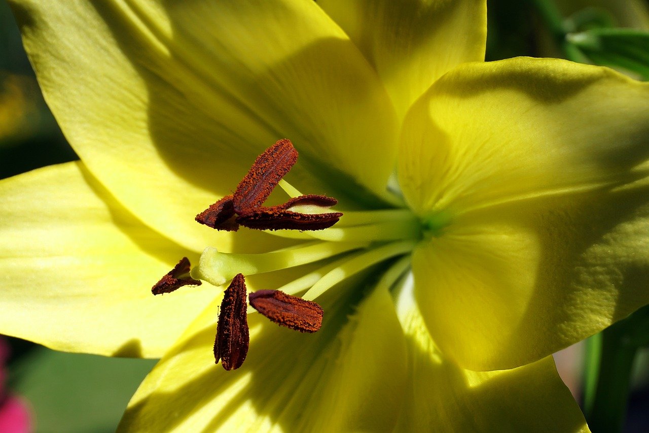 lily, flower, yellow flower, hd wallpaper, daylily, plants, cereal, nature, the background, wallpaper, stamen, botany, lilium, flora, garden, decorative flowers, inflorescence, nature wallpaper, growth, close up