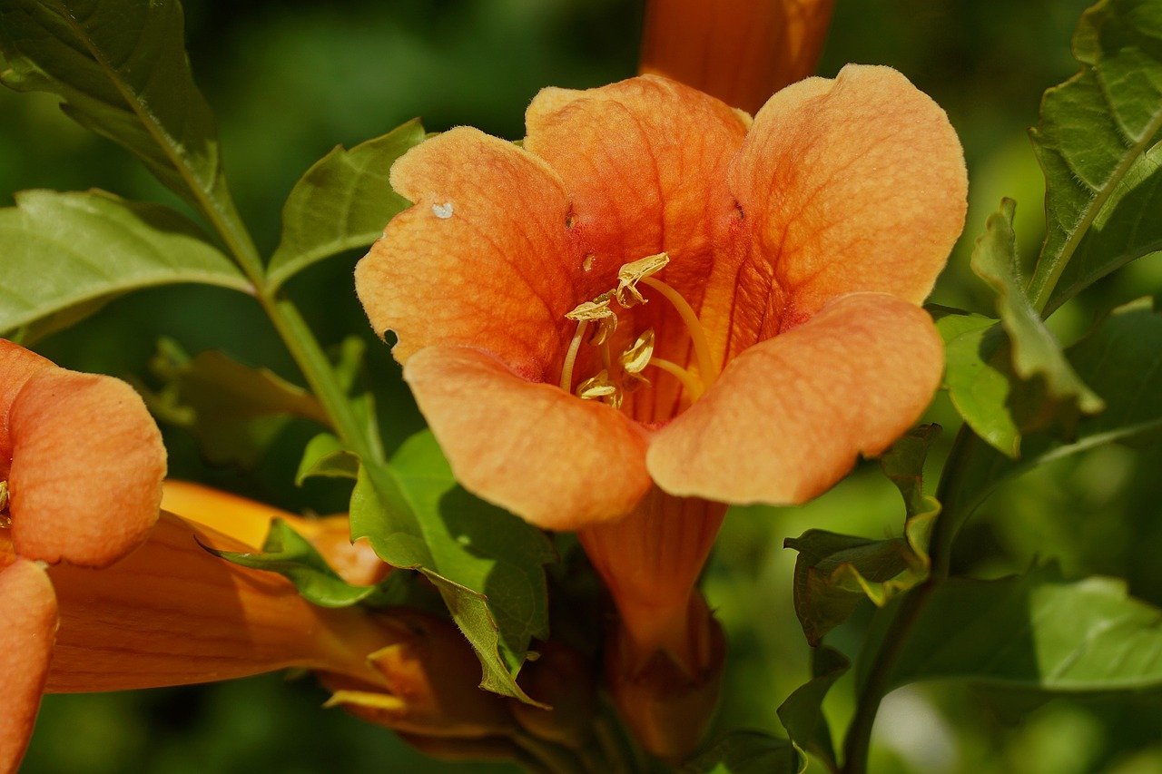 milin, flower, orange, cup, bell, bloom, flora, plant, nature, botany, trumpet creeper flower, nature wallpaper, beautiful nature, garden, leaves