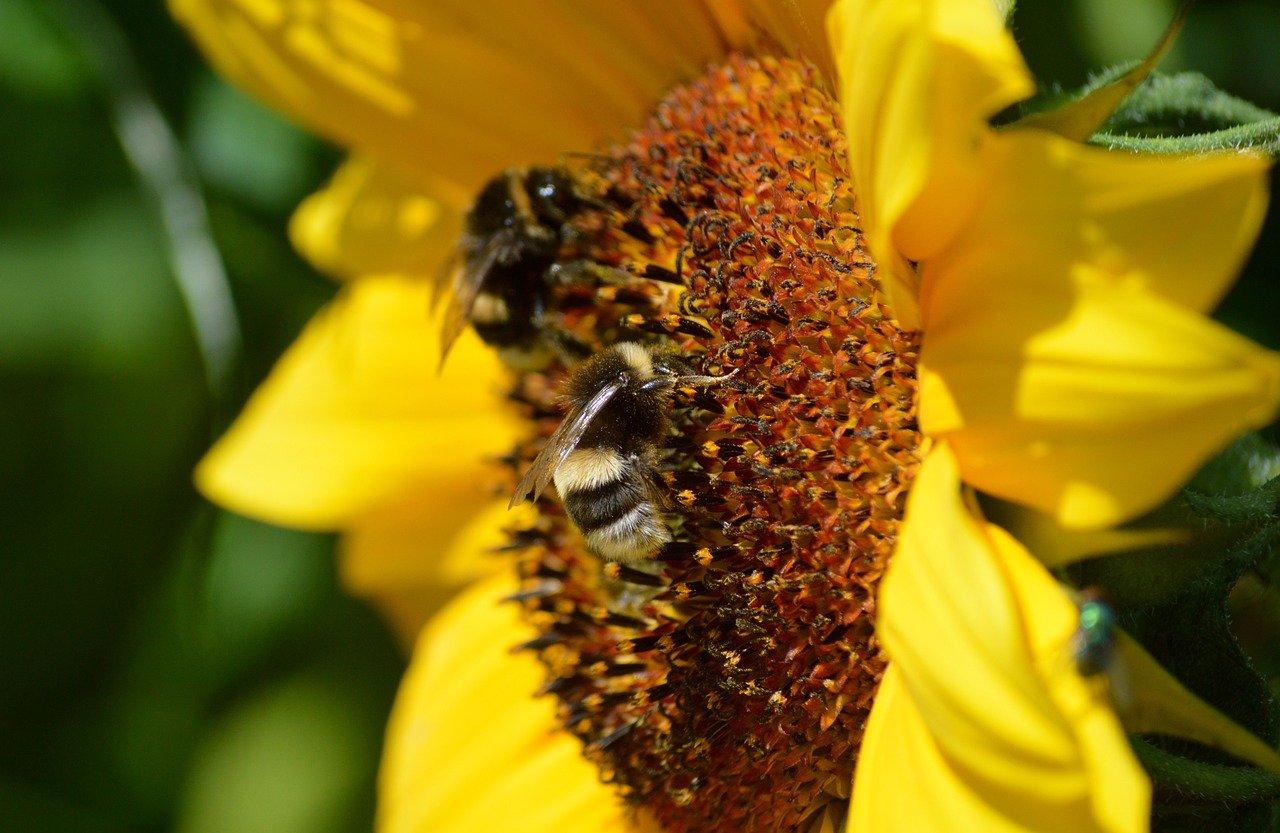 bumblebee, hd wallpaper, nectar, foraging, insect, bee, pollen, animal, animal world, wildlife, sunflower, blossom, bloom, plant, nature, yellow, summer, close up, macro, petals, nature wallpaper, flower wallpaper, tubular flowers