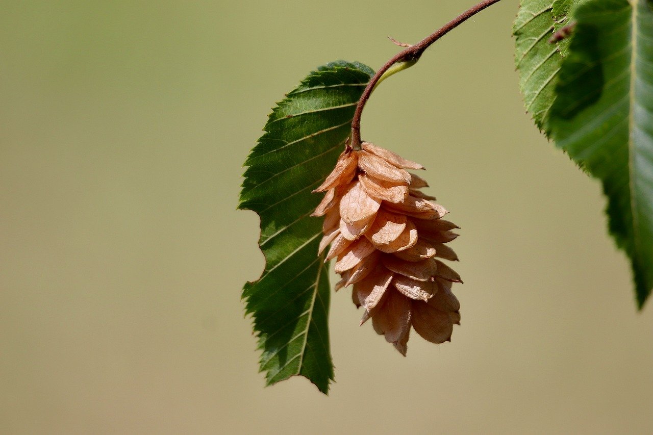 hop hornbeam, beech, deciduous tree, ostrya carpinifolia, european hop hornbeam, common hop hornbeam, flora, nature, close up, tree