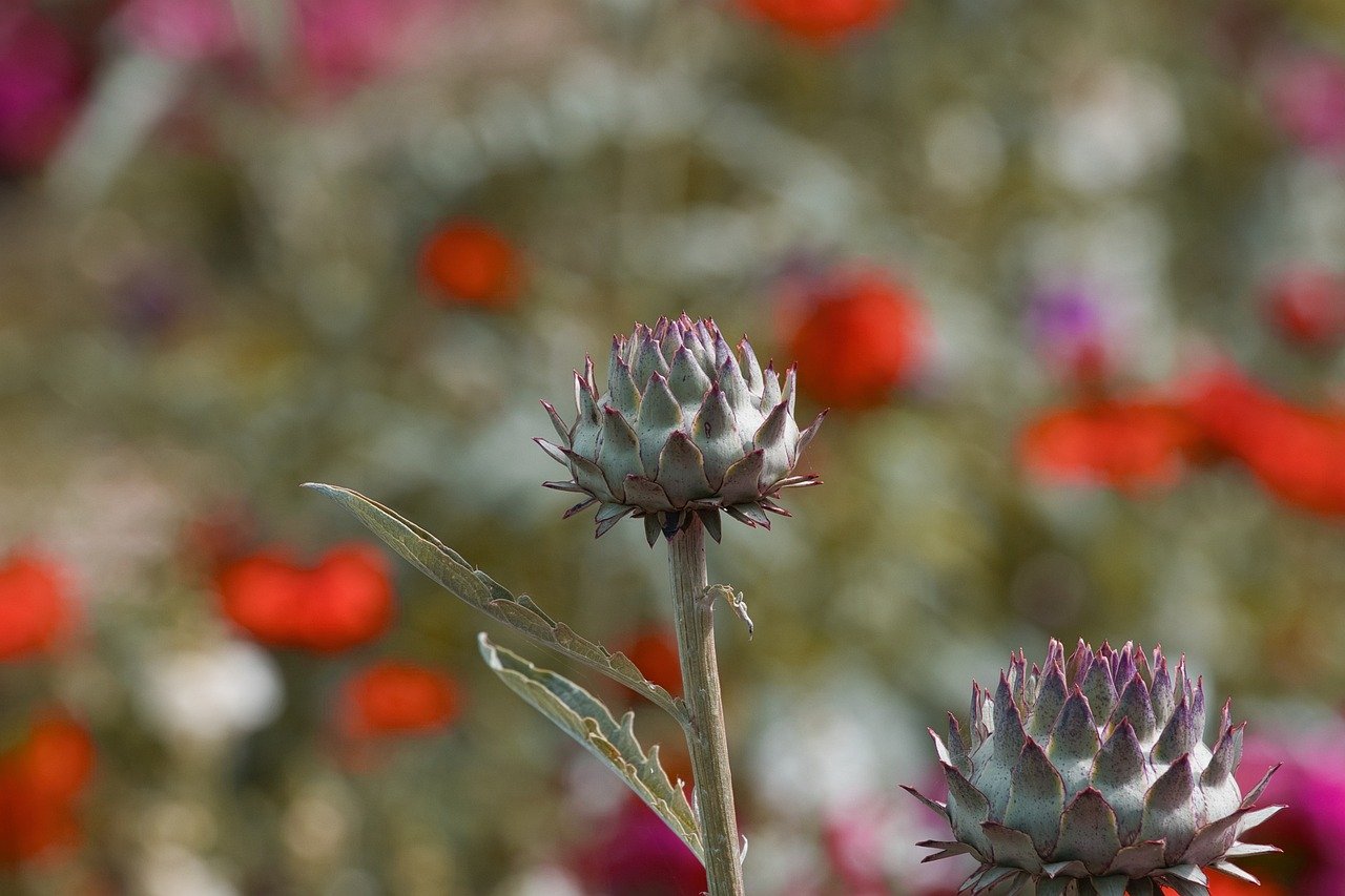 garden, thistle, flower background, beautiful flowers, bloom, blossom, flora, summer, plant, flower, flower wallpaper, prickly, wildflower, botany, nature, knospe