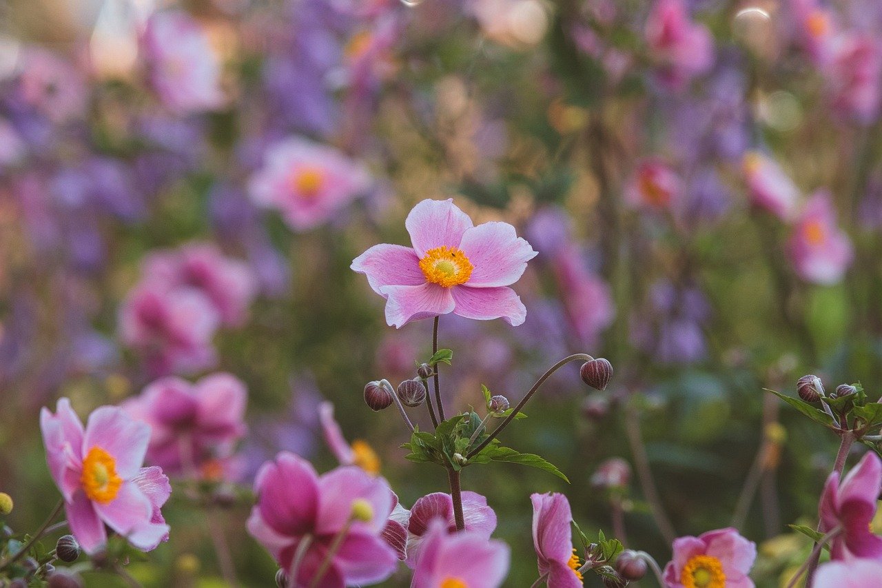 anemone, bloom, flower, blossom, petals, flora, nature, plant, garden, flower background, beautiful flowers, bee, insect, pollination, wings, animal, nectar, wildbiene, sommer, flower wallpaper, pink