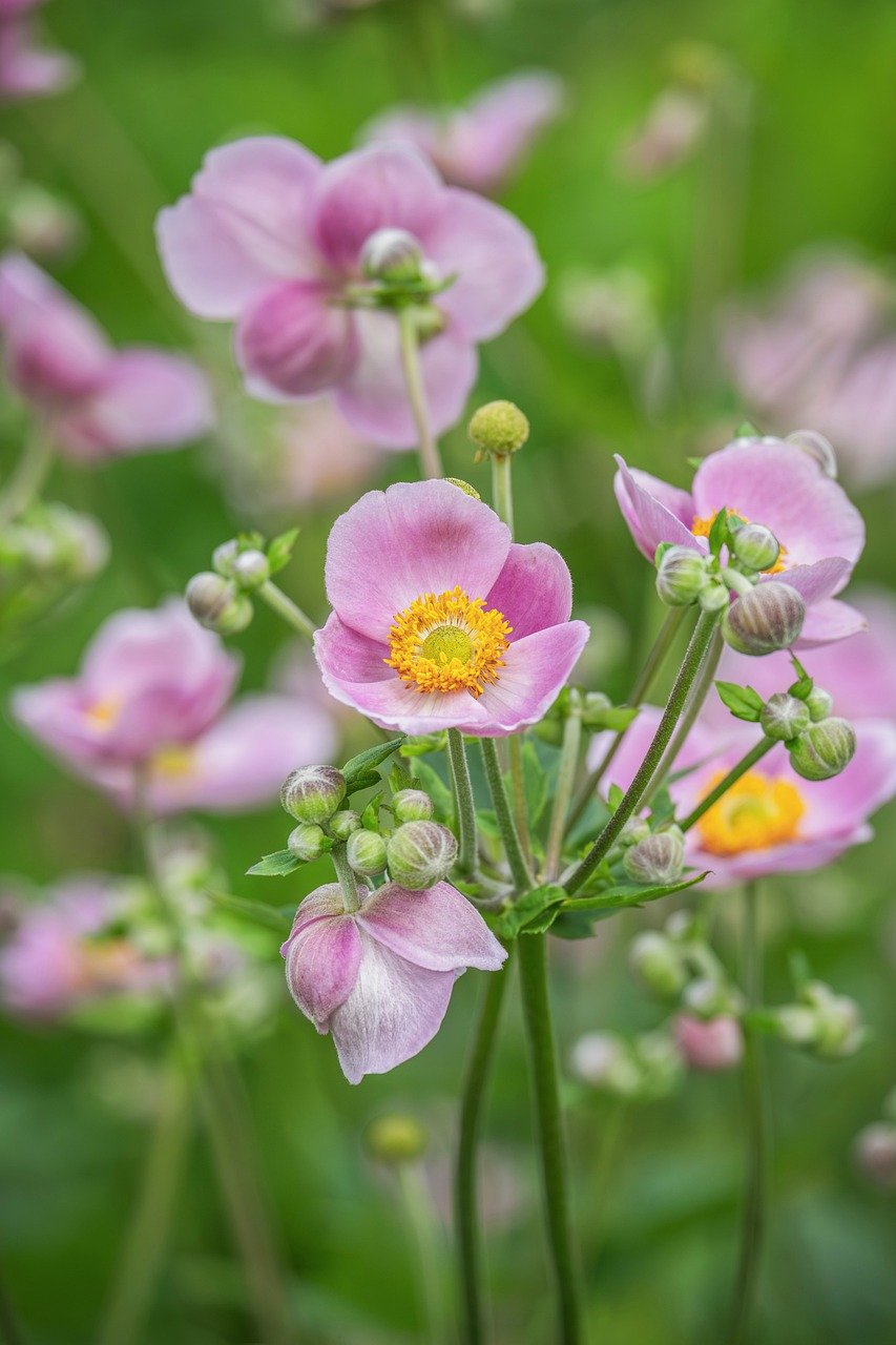anemone, nature, blossom, bloom, flora, petals, close up, garden, plant, summer