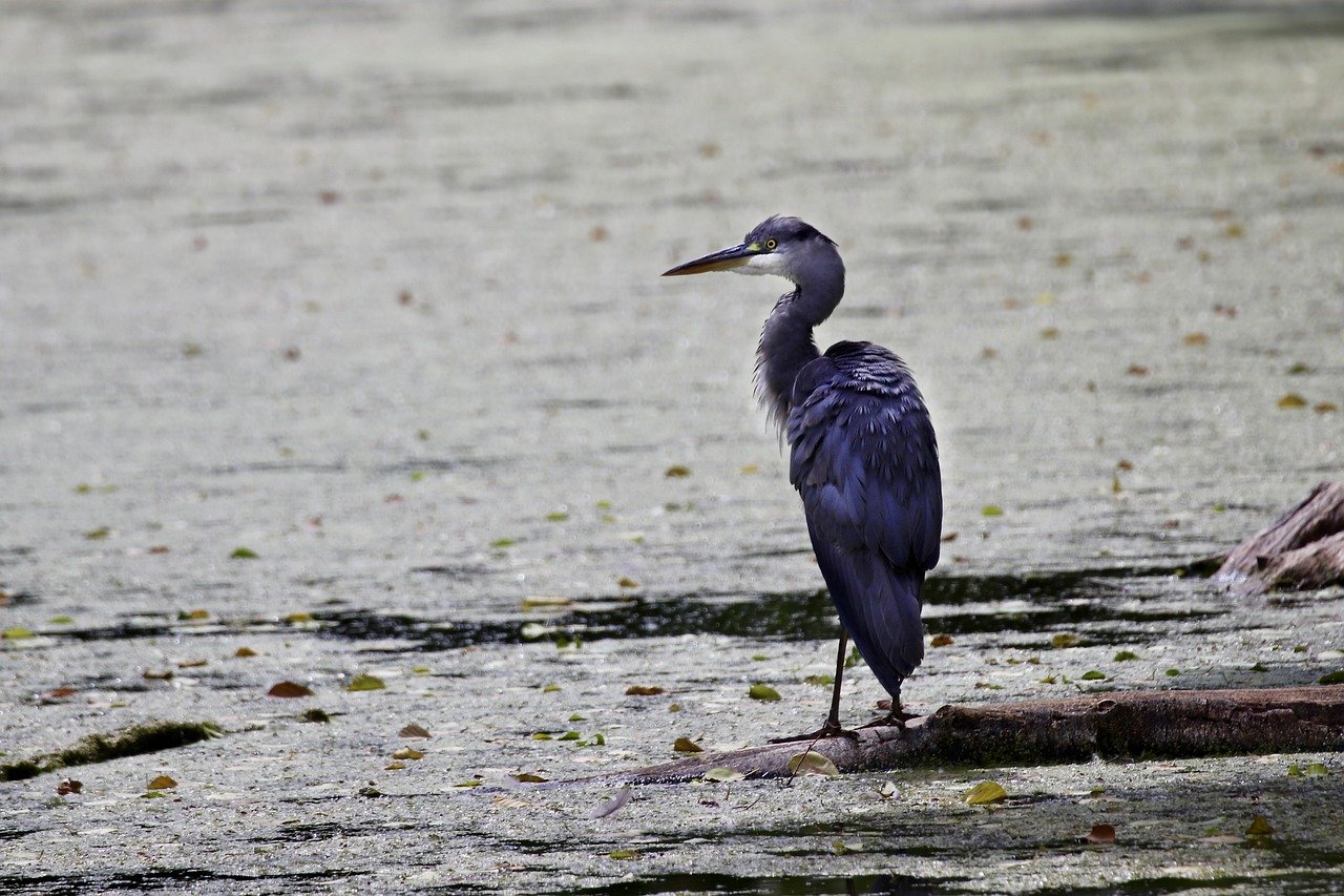 heron, grey heron, water bird, bird, water surface, beak, animal, plumage, nature, wildlife