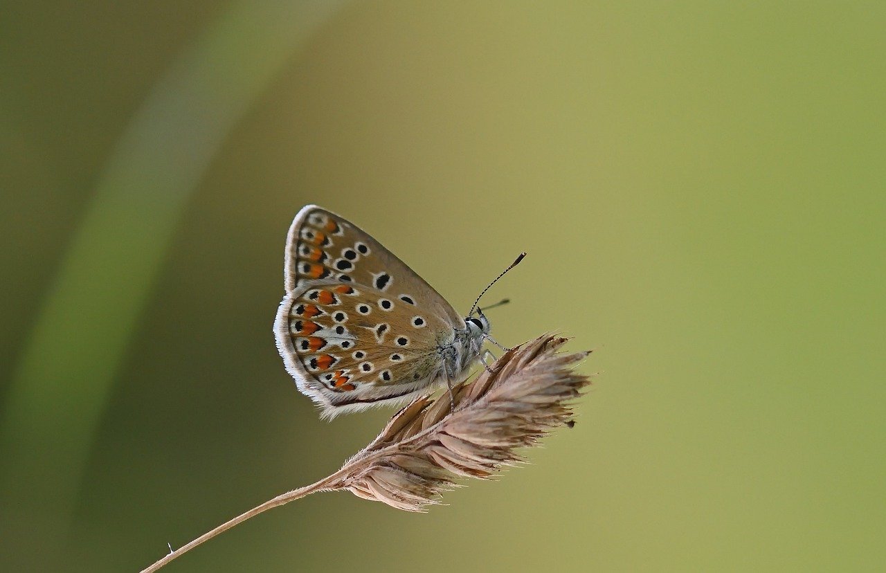 butterfly, common blue, nature, meadow, butterflies, summer, insect, close up, blade of grass, wing, sunset