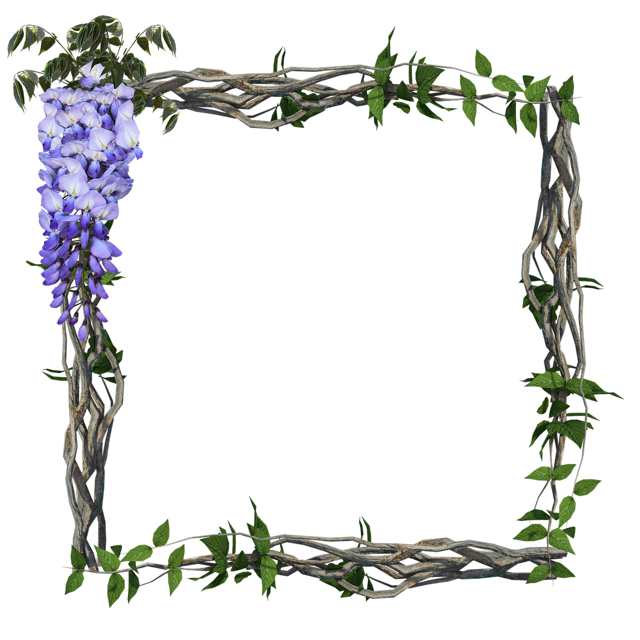 frame, border, window, wisteria, nature, spring, garden, flowers, bloom, blossom, plant, violet, purple, flora, vines, copy space, scrapbooking, cutout, leaves, summer