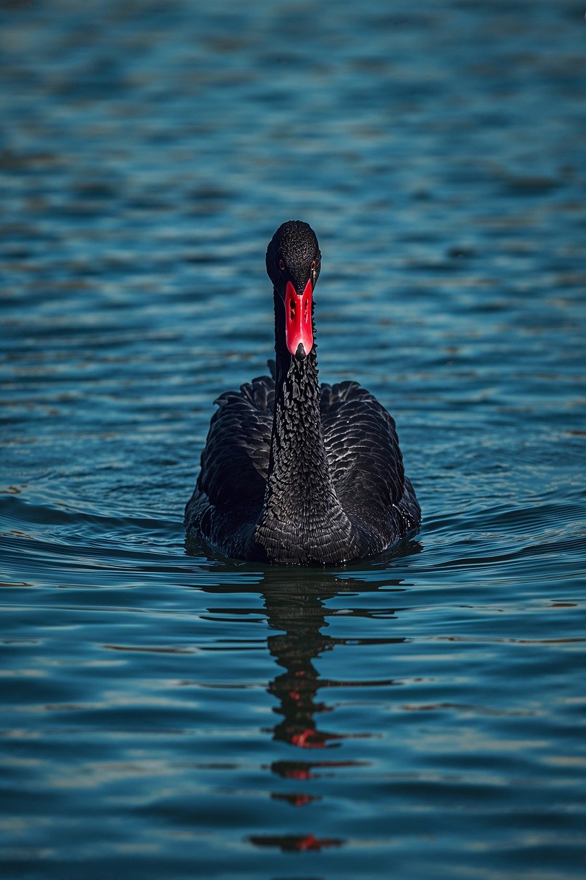 ai generated, black swan, bird, water, ripples, lake, beak, orange, feathers, blue sky, swimming, elegant, majestic, reflection, nature, tranquil, blue, sky, wildlife, graceful, serene, floating