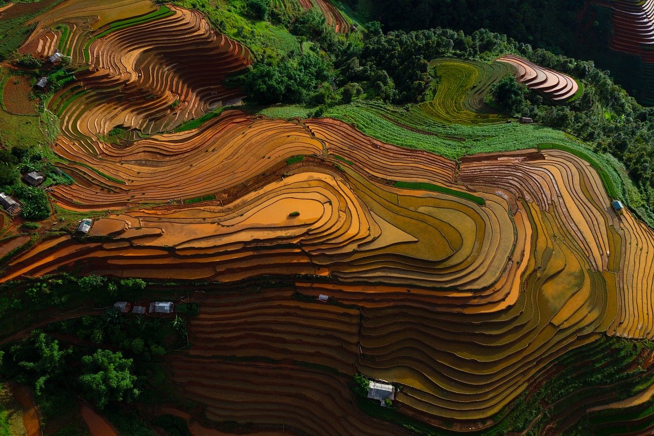 vietnam, soil, country, terraces, mountains, home, tree, nature