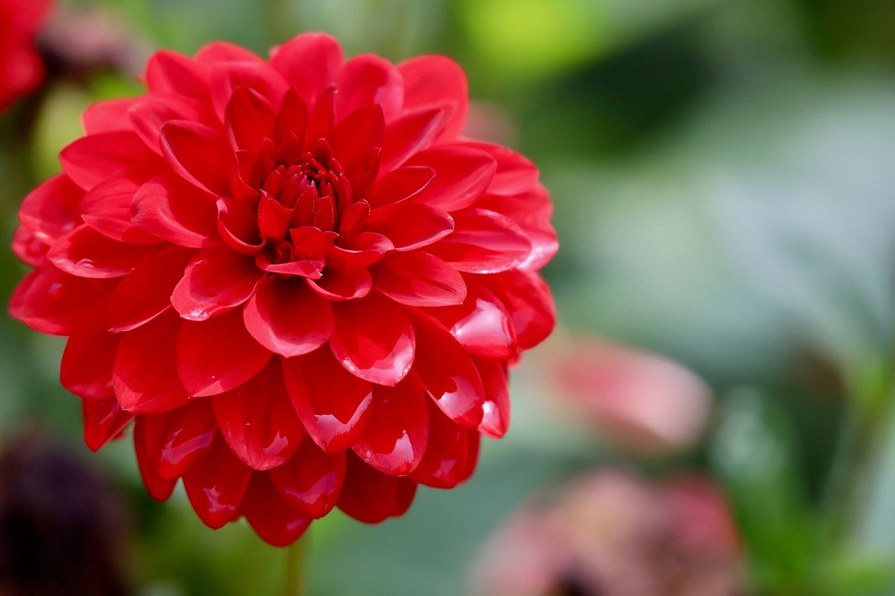 dahlia, red flower, petals, hd wallpaper, flora, nature, flower wallpaper