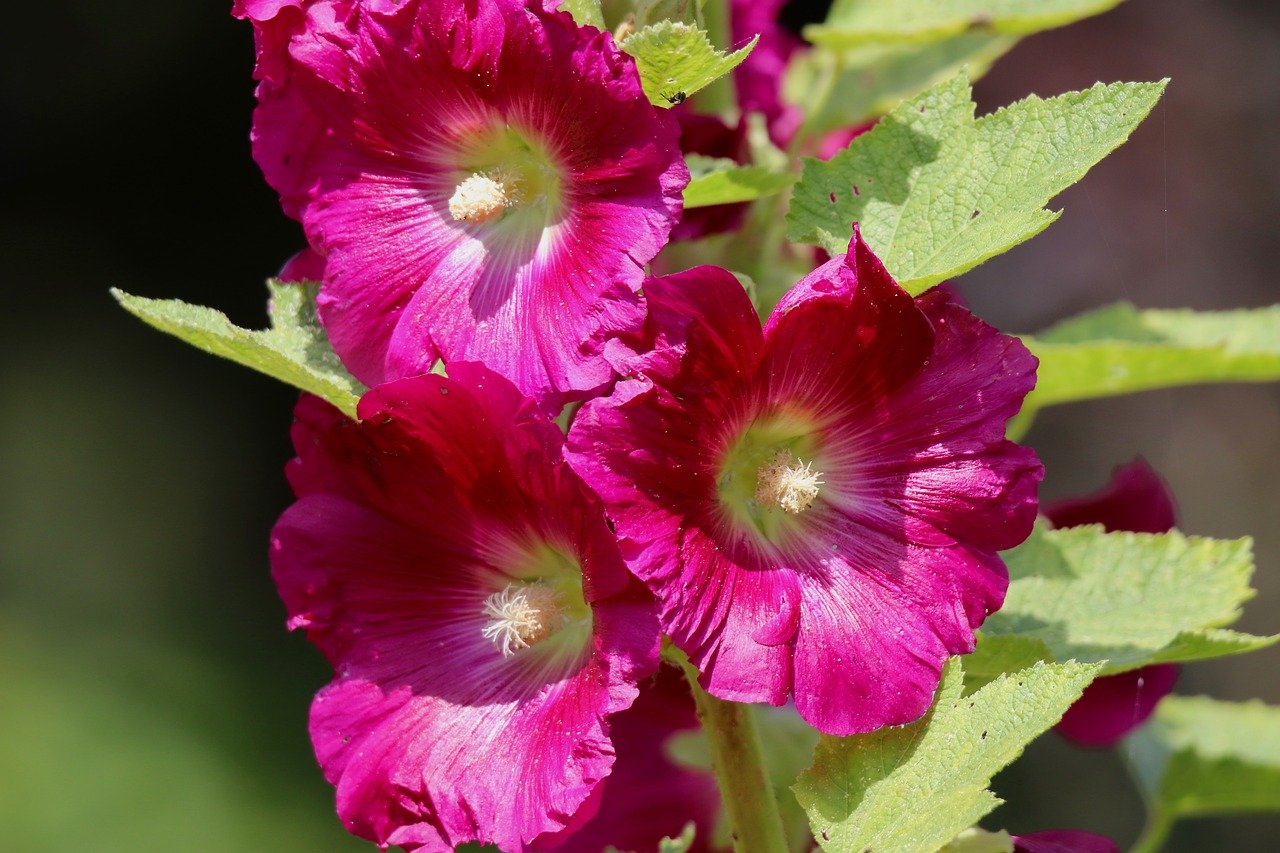 hollyhock, hd wallpaper, common peony, blossoms, calyx, stamens, glaive, flower wallpaper, beautiful flowers, petals