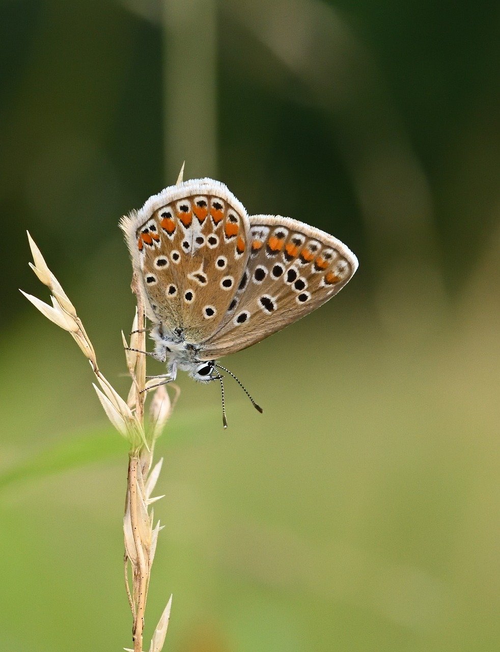 butterfly, common blue, meadow, butterflies, summer, flower meadow, close up, nature, bluish, grass, wing, blade of grass, butterfly wings, insect