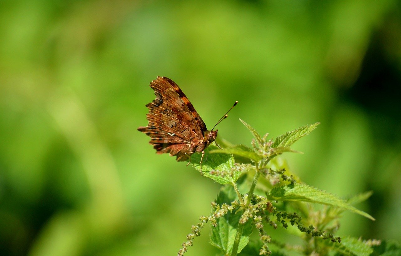 butterfly, c falter, edelfalter, butterflies, insect, sensor, wing, nature, animal, fauna, leaf, wildlife, leaves, animal world, entomology, nettle, plant